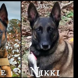 Nikki - Belgian Malinois