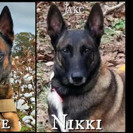 Nikki - Belgian Malinois