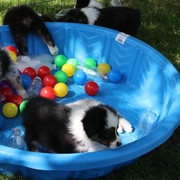 Australian Shepherd Puppies from Antique Aussies