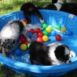 Australian Shepherd Puppies from Antique Aussies