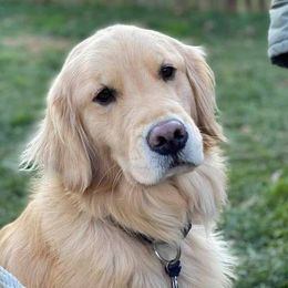 River - Golden Retriever