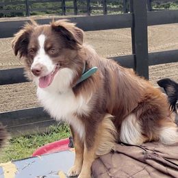Miniature American Shepherds and Toy Australian Shepherds from Millers Minnie Aussies- and Toys!