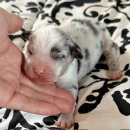 Paris - Blue merle female Miniature Australian Shepherd puppy in Chelsea, Oklahoma from Elite Puppies of Oklahoma, LLC
