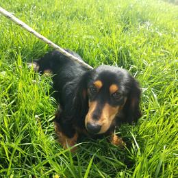 Bentley - Dachshund
