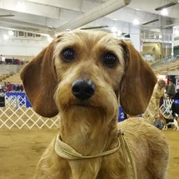 FANCY - Dachshund