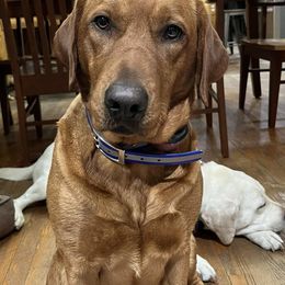 Labrador Retrievers from Summit Oaks Labradors