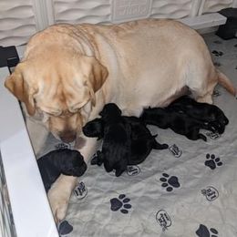 Labrador Retriever Puppies from Adirondack Labradors
