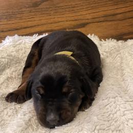 Hannie - Black and rust female Doberman Pinscher puppy in Boyd, Texas from Team Feem Breeders