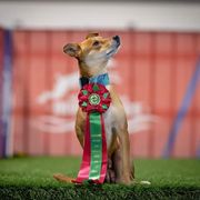 Tirzah - Carolina Dog