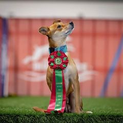 Tirzah - Carolina Dog