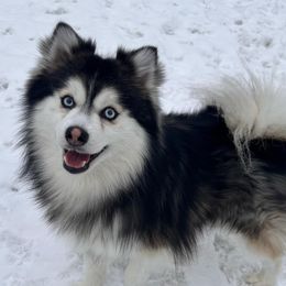 Killik - Pomsky