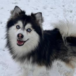 Killik - Pomsky