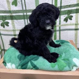 Jett - Black male Goldendoodle puppy in Rising Sun, Indiana from Ruby Lane Doodles