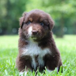 Rabbit - Red tri-color male Australian Shepherd puppy in Star City, Arkansas from Blush & Lace Aussie Co.