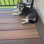 Cavachon All Grown Up from Playful Posh Puppies