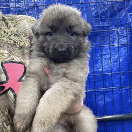Blue Collar Male - Blue male German Shepherd puppy in Pelham, North Carolina from P & P Shepherds