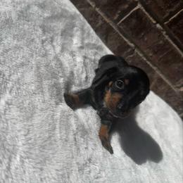 Green Collar M - Black and tan male Dachshund puppy in Odessa, Texas from K9 Royal Club
