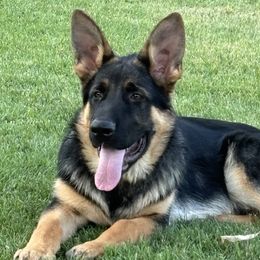 Boy 4 - Black and red German Shepherd puppy in Galt, California from At Redwood Runs