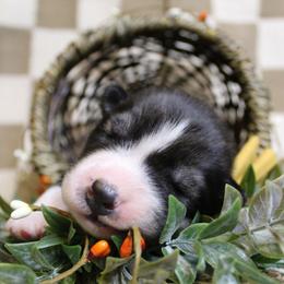 Yellow - Black and white male Siberian Husky puppy in York, Pennsylvania from Spalla Pups