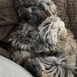 Shih Tzu Puppies from Grandma Ts Precious Puppies