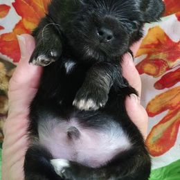 Charley - Black and tan Chihuahua puppy in Emory, Texas from Mel's Wags & Kisses
