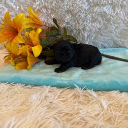 Tate - Black male Shih Tzu puppy in Success, Missouri from Sweet Success