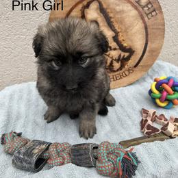 Pink Collar Girl - Sable female German Shepherd puppy in Columbus, Mississippi from Olde Wolfe German Shepherds