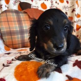 LT boy 3 - Black male Dachshund puppy in Girard, Illinois from Bryant's Babies