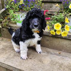 Poodle Puppies from Joyful Paw Poodles