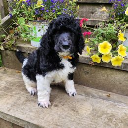 Poodle Puppies from Joyful Paw Poodles