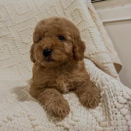 Gruene Hall (Lone Star State litter) - Red  male Goldendoodle puppy in Hopkins County, Texas from Boutique Doodles