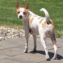 Rat Terriers from Fire Mountain North Rat Terriers