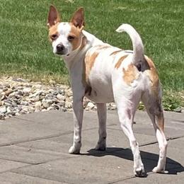 Rat Terriers from Fire Mountain North Rat Terriers