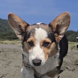 Wilson - Pembroke Welsh Corgi
