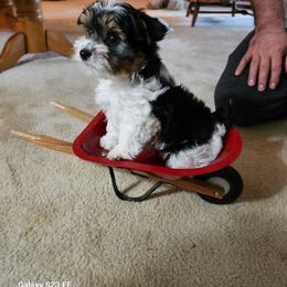 Butch - Parti male Yorkshire Terrier puppy in Tacoma, Washington from Anks Toys Yorkshire terriers