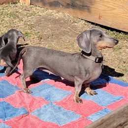 Poppy - Dachshund