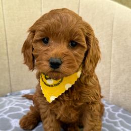 Medli - Apricot female Goldendoodle puppy in Mona, Utah from Hearts Full of Puppies