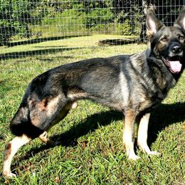 Lucifer - German Shepherd