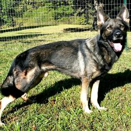 Lucifer - German Shepherd