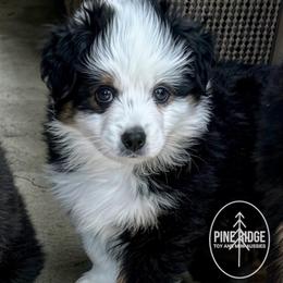 Kayak - Black tri male Toy Australian Shepherd puppy in Bristow, Iowa from Pine Ridge Toy and Mini Aussies