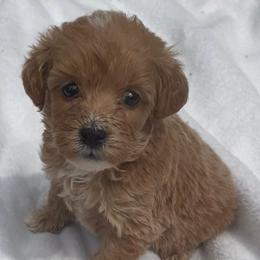 Velma - Red  female Goldendoodle puppy in Cumberland, Rhode Island from minigoldendoodlesofRI