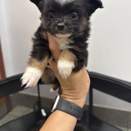 Linda - Black tri female Toy Australian Shepherd puppy in Mount Airy, Georgia from North Georgia Gems