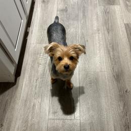 Sunny - Yorkshire Terrier