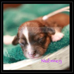 Cavapoo Puppies from Sophie's Puppy Den