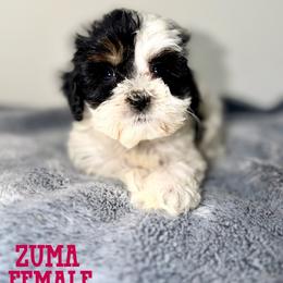 Zuma - Black female Australian Labradoodle puppy in Beecher, Illinois from Erica’s Doodles