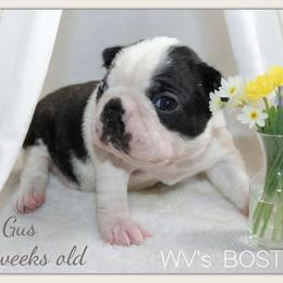 Gus - Black and white male Boston Terrier puppy in North Central, Vermont from Windy Valley’s Bostons