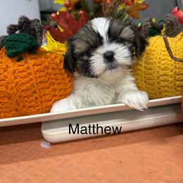 Matthew - Black and white male Shih Tzu puppy in Conway, Missouri from Hillside Loop Kennel LLC