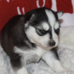 Border Collies and Siberian Huskies from Sunset Ridge