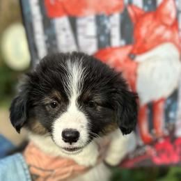 Pecan (Rhee) - Black and tan female Pembroke Welsh Corgi puppy in Lima, New York from Hickory Springs Corgis