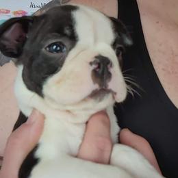 Boston Terrier Puppies from Big Sky Bostons